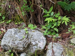 Elaphe quadrivirgata