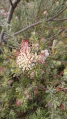 Leucospermum calligerum