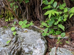 Elaphe quadrivirgata