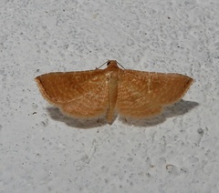 Addaea trimeronalis