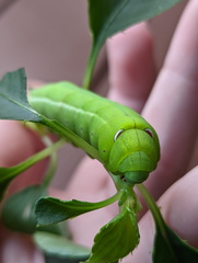Sphingidae