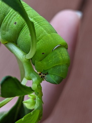 Sphingidae