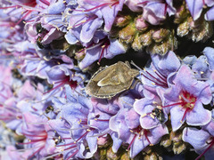 Eudolycoris alluaudi
