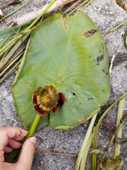 Nuphar variegata