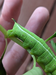 Sphingidae