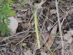 Caladenia pholcoidea pholcoidea