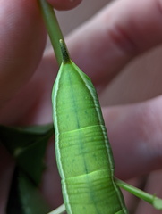 Sphingidae