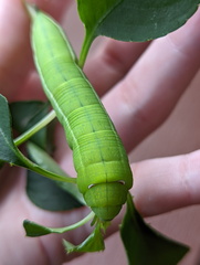 Sphingidae