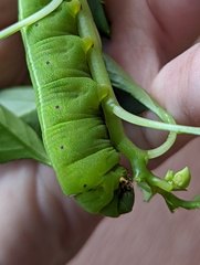 Sphingidae