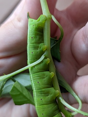 Sphingidae