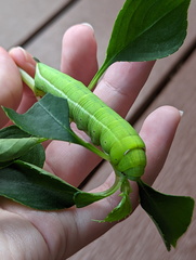 Sphingidae