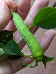 Sphingidae