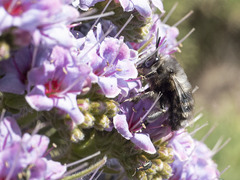 Anthophora alluaudi