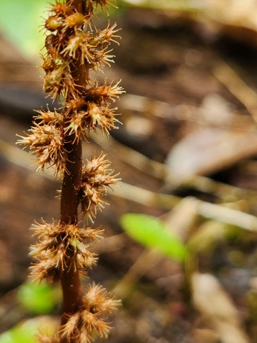 Image of Remusatia vivipara by (c) deepachandran, some rights reserved (CC BY-SA)