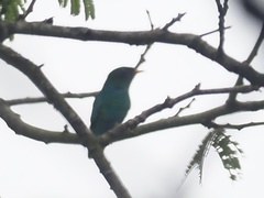 Chrysococcyx maculatus