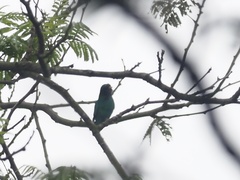 Chrysococcyx maculatus