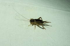 Teleogryllus commodus