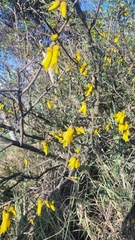 Sophora cassioides