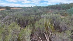 Leucadendron verticillatum