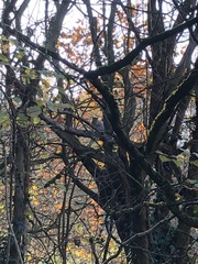 Sciurus carolinensis