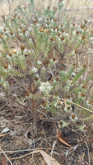 Oedera fruticosa