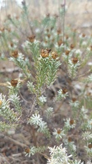 Oedera fruticosa