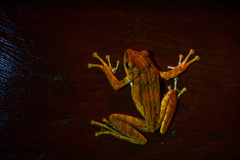 Polypedates megacephalus