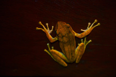 Polypedates megacephalus