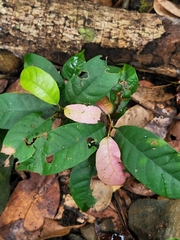 Vateria indica