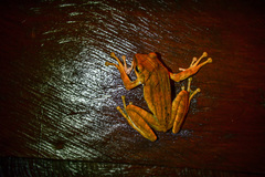 Polypedates megacephalus