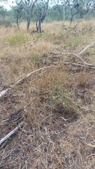 Oedera fruticosa