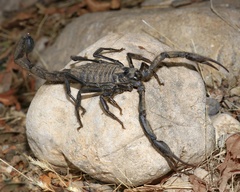 Hottentotta zagrosensis
