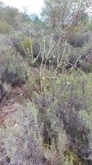 Leucadendron verticillatum