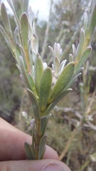 Leucadendron verticillatum