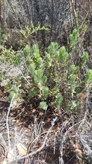 Xiphotheca lanceolata