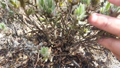 Xiphotheca lanceolata