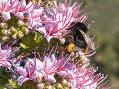 Bombus terrestris canariensis