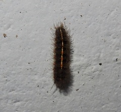 Creatonotos