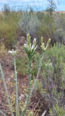 Leucadendron verticillatum