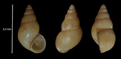 Potamopyrgus antipodarum