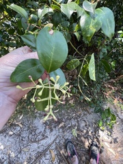Syzygium smithii