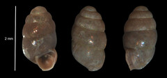 Vertigo pygmaea