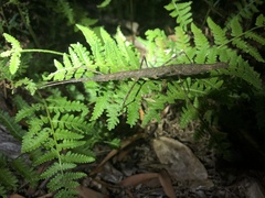 Candovia granulosa