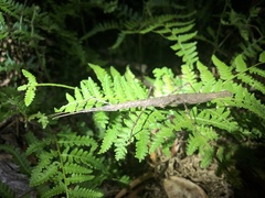Candovia granulosa