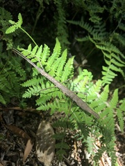 Candovia granulosa