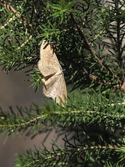 Cyclophora maderensis
