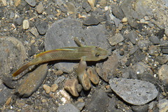 Rhinogobius