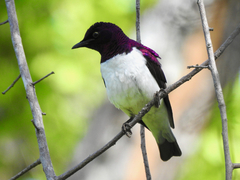 Cinnyricinclus leucogaster