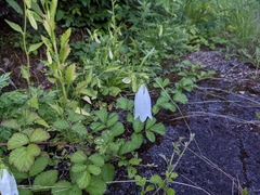 Campanula punctata punctata