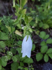 Campanula punctata punctata